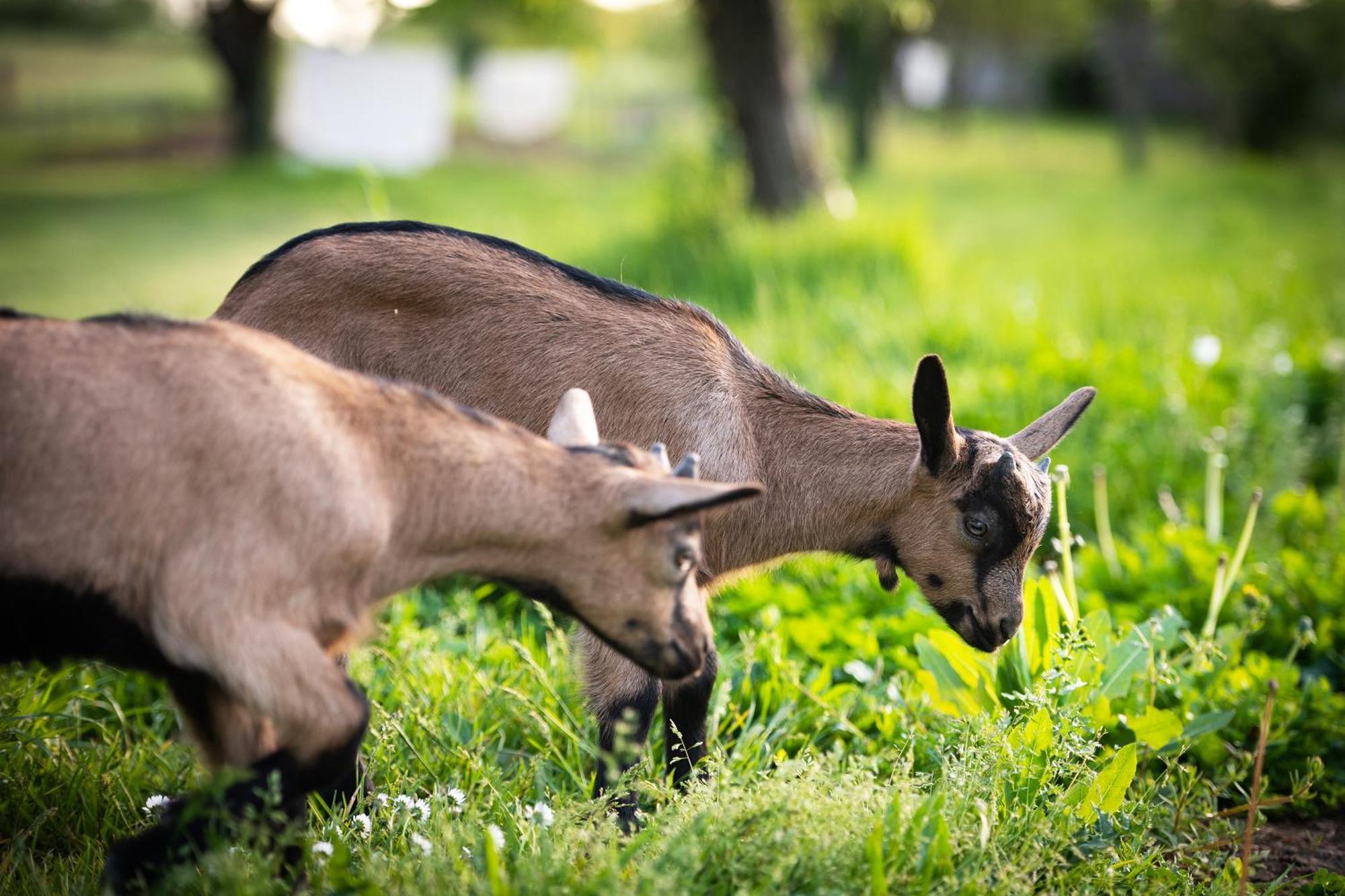 Domaine De La Briouse Bed & Breakfast Sanxay ภายนอก รูปภาพ